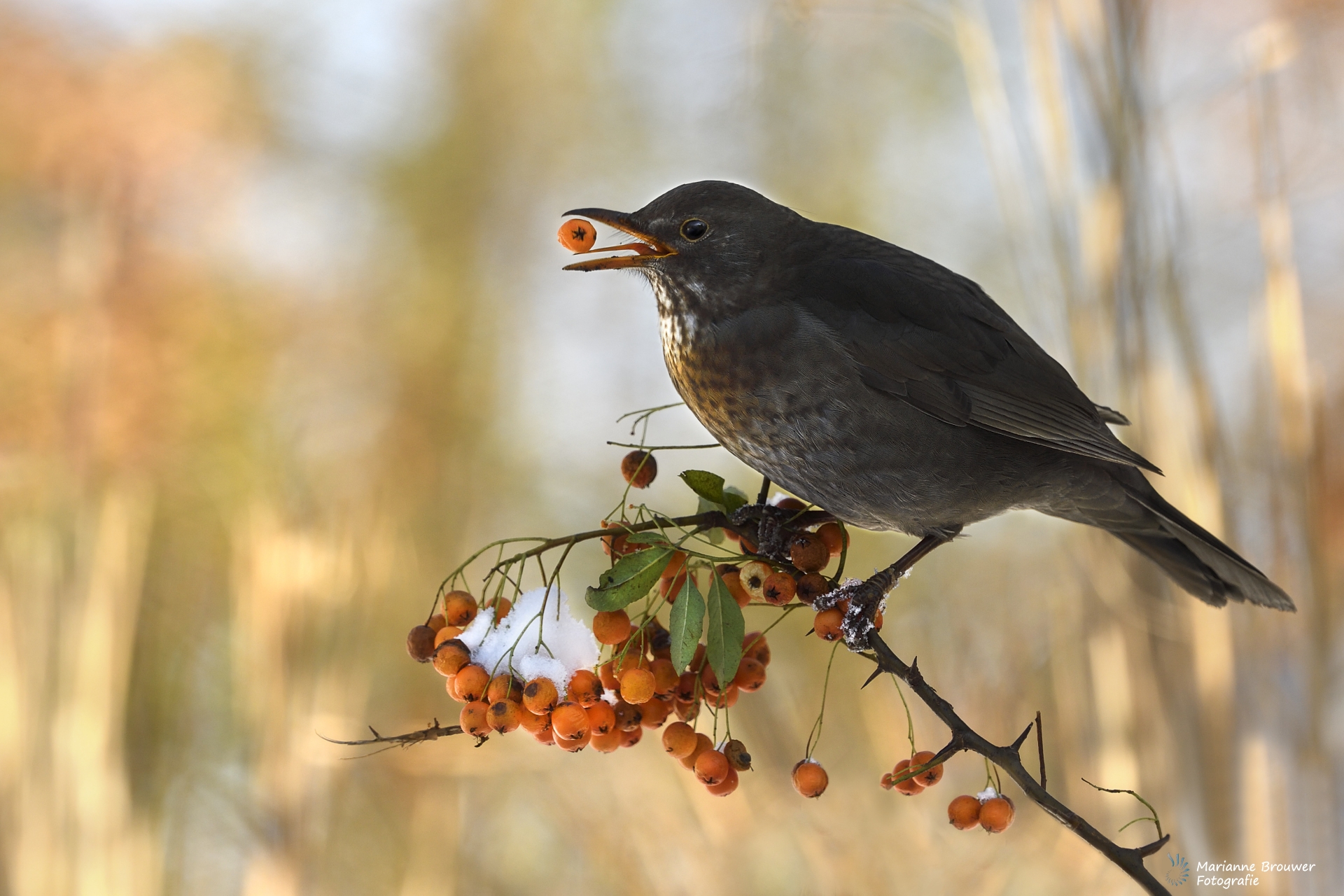 Birds