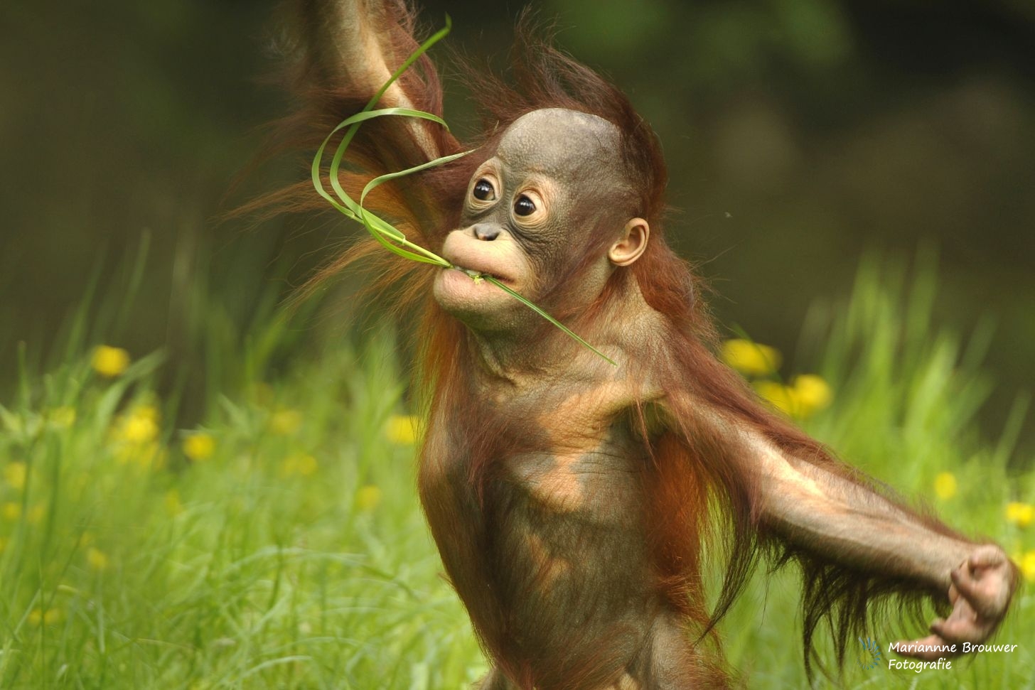 Wildlife parks