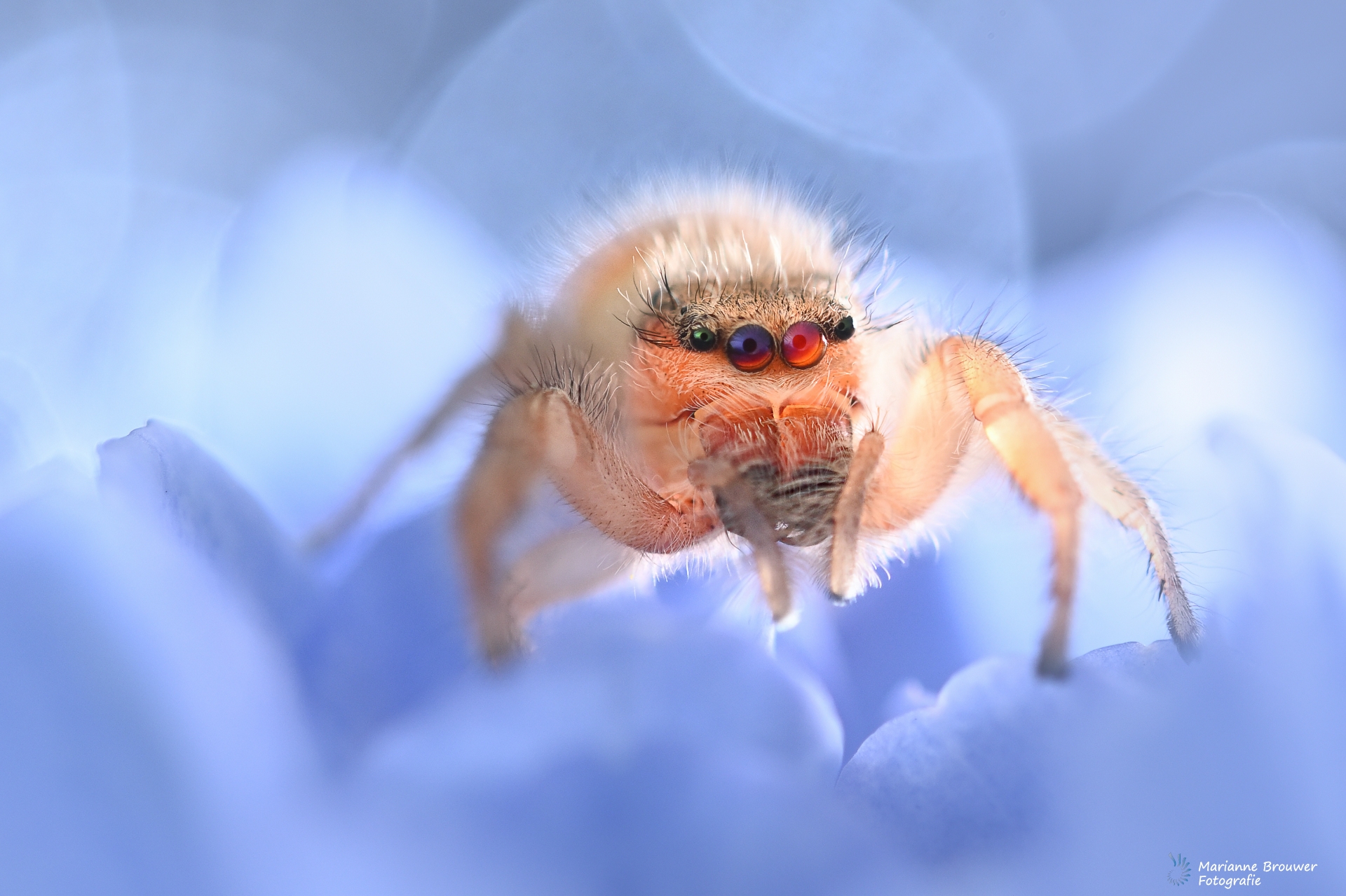 Spiders