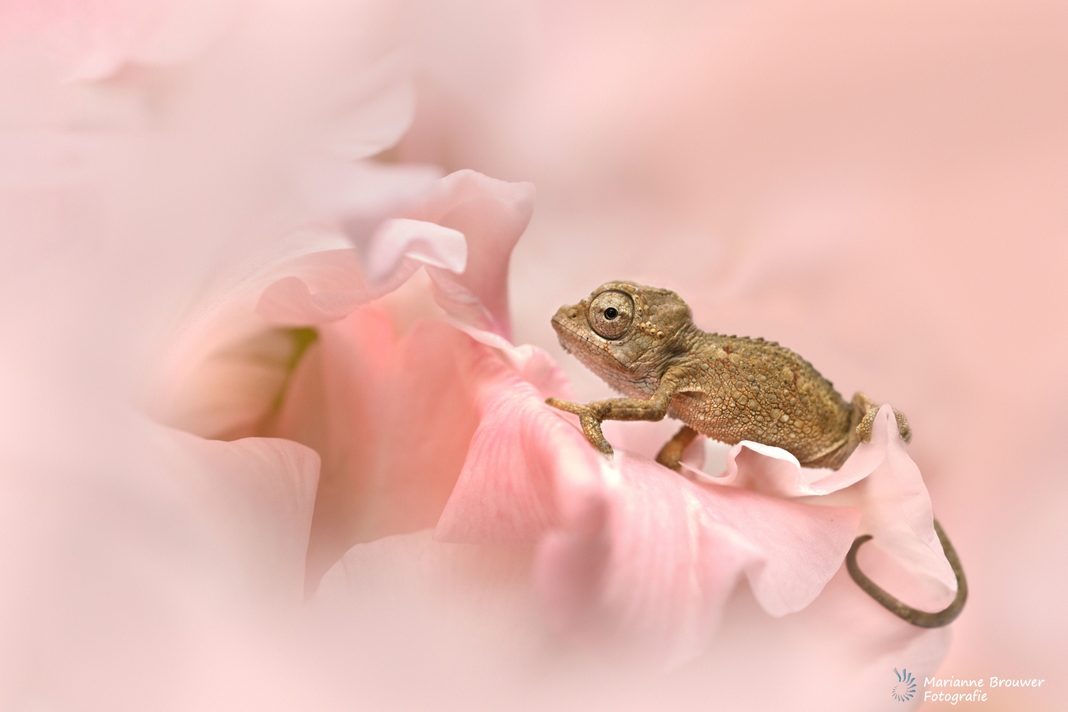 Reptiles