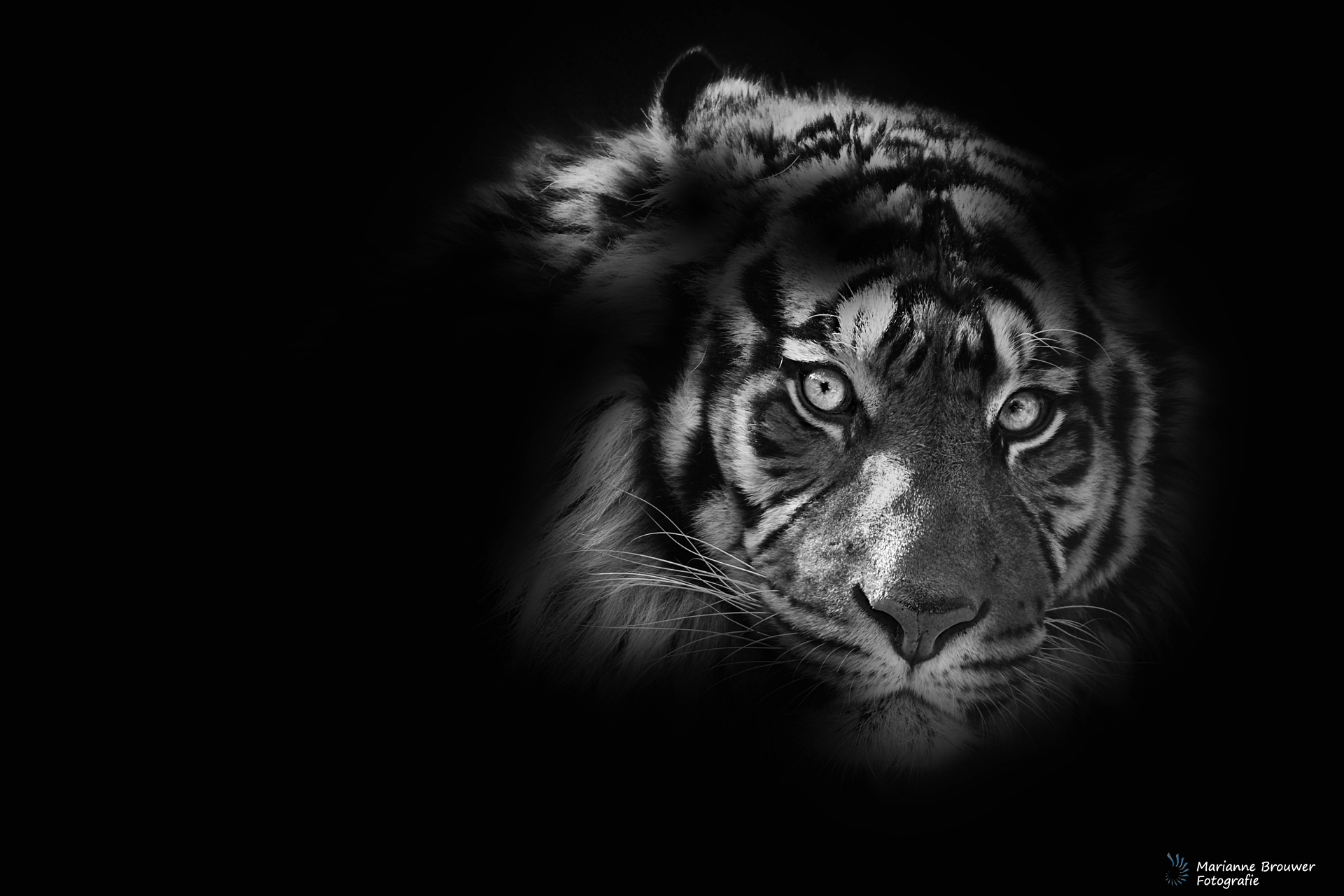 Black and White