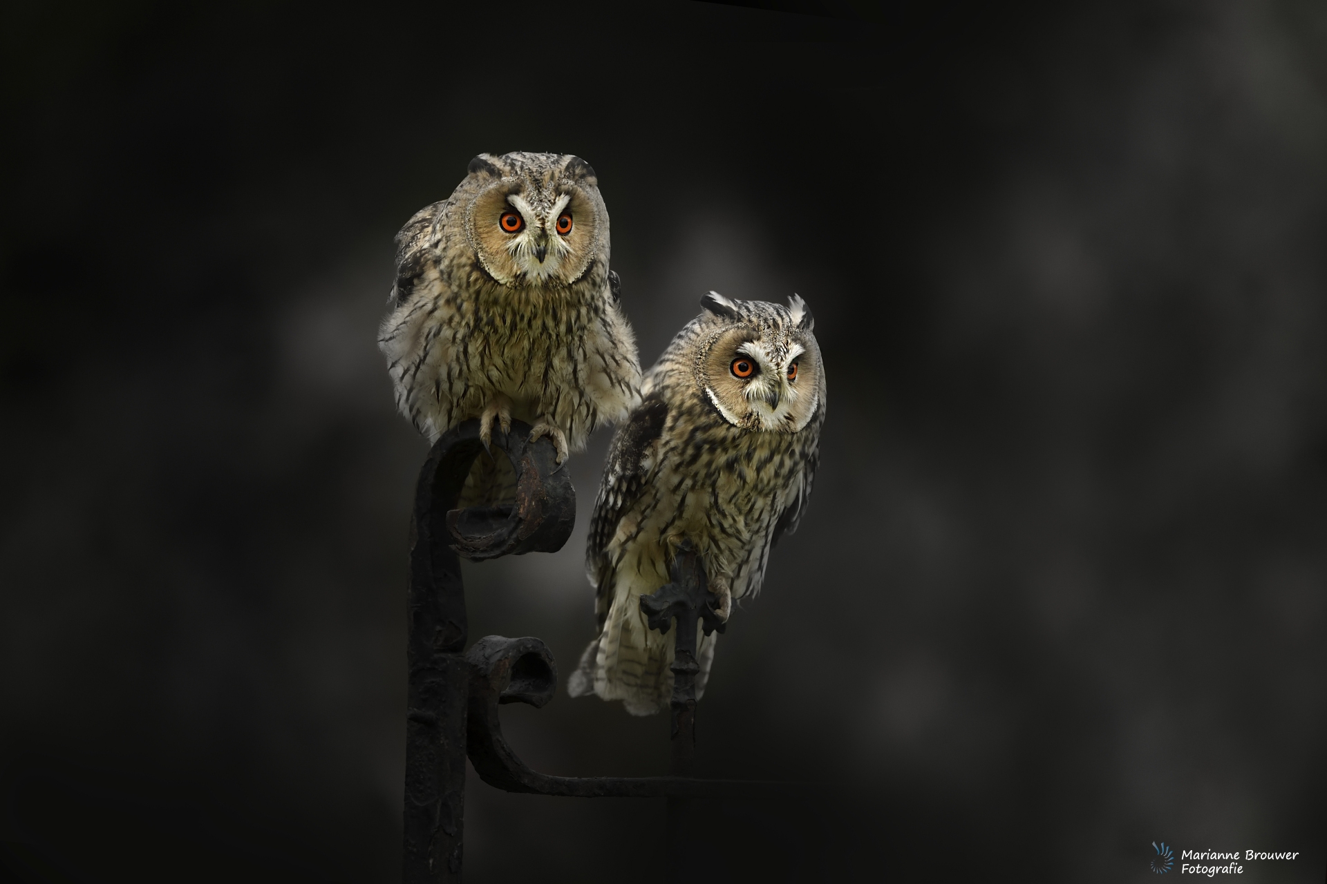 Long eared owls